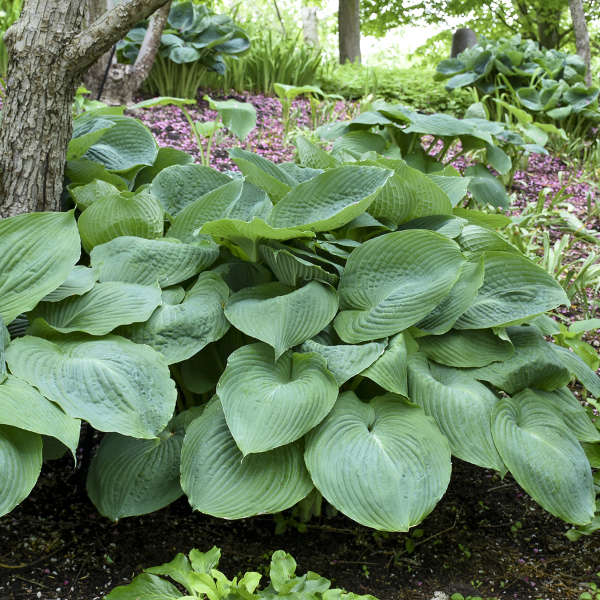 Big Daddy Hosta