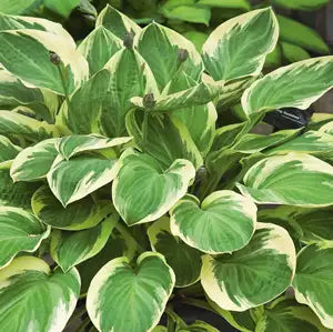 Blazing Saddles Hosta
