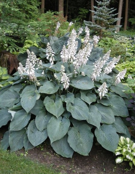 Blue Angel Hosta Liners