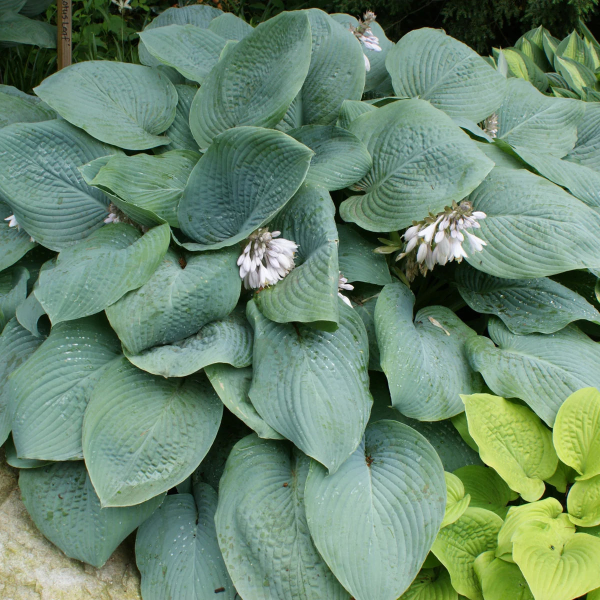 Blue Mammoth Hosta
