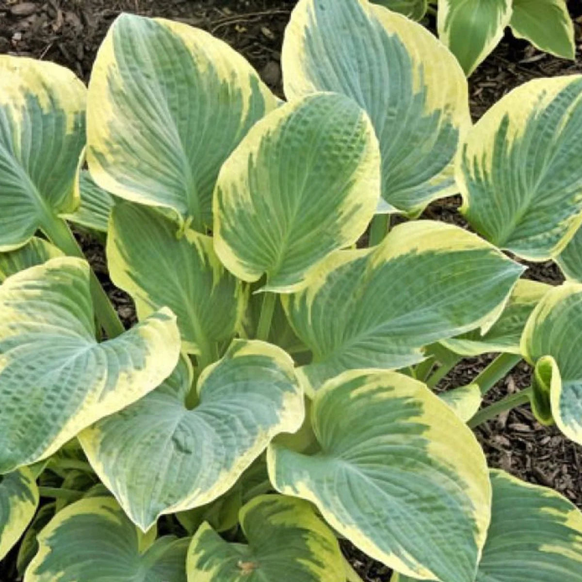 Breakwater Hosta