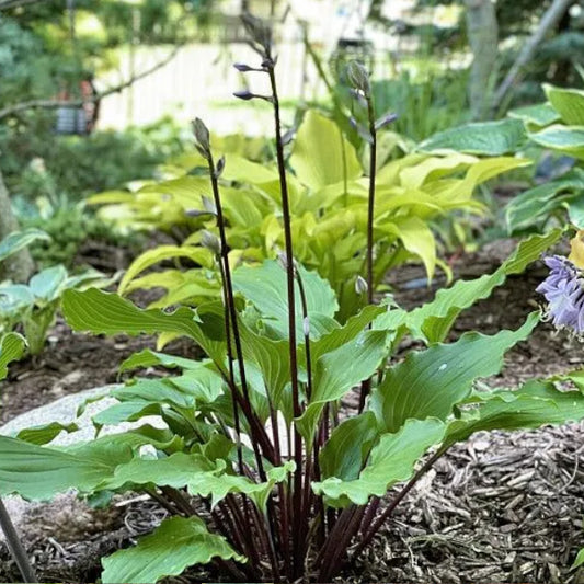 Bricks n Ivy Hosta