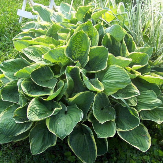 Christmas Tree Hosta