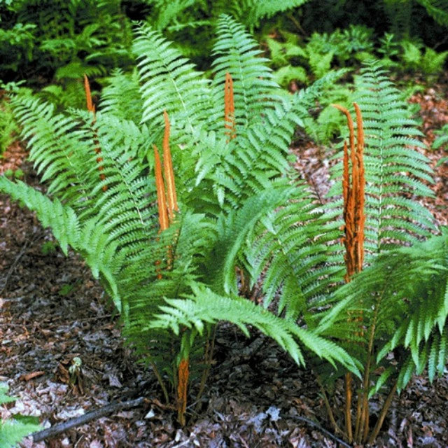 Cinnamon Fern
