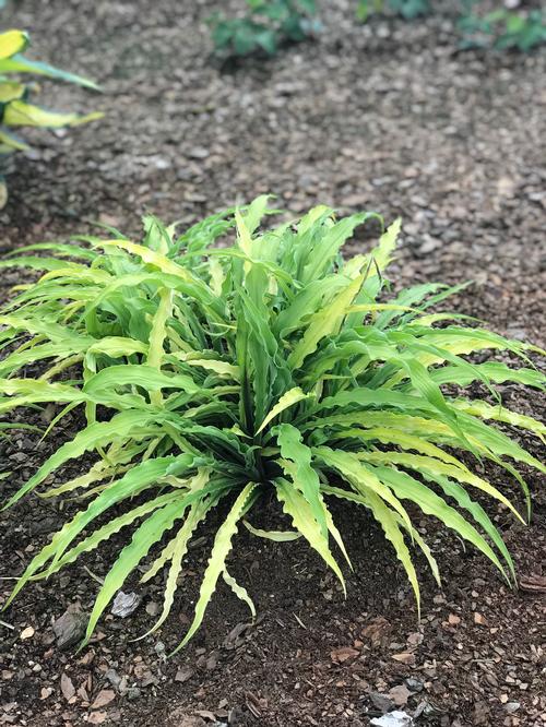 Curly Fries Hosta