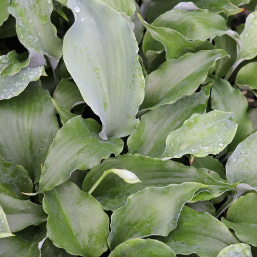 Dragon's Dream Hosta - The Happy Hosta