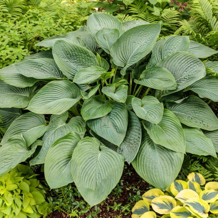 Empress Wu Hosta