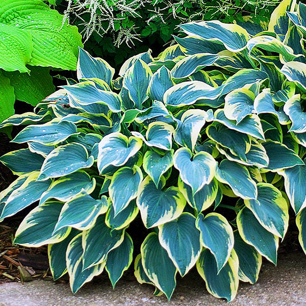 First Frost Hosta