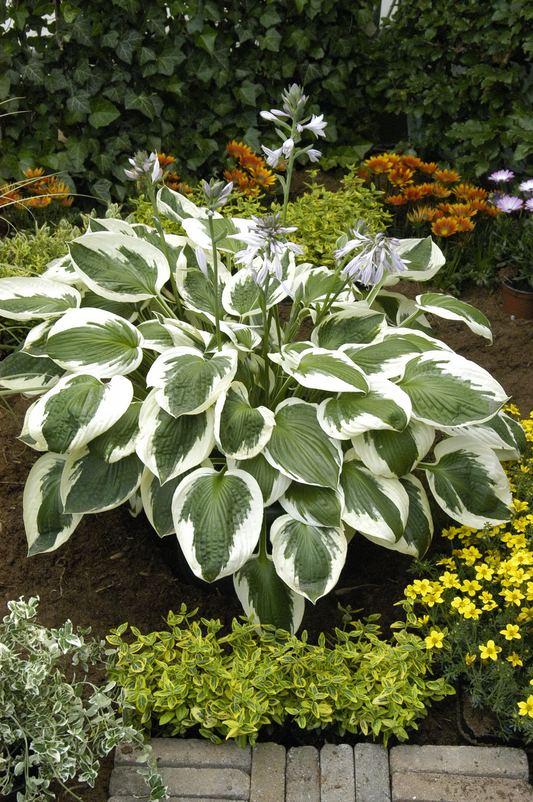 Minuteman Hosta