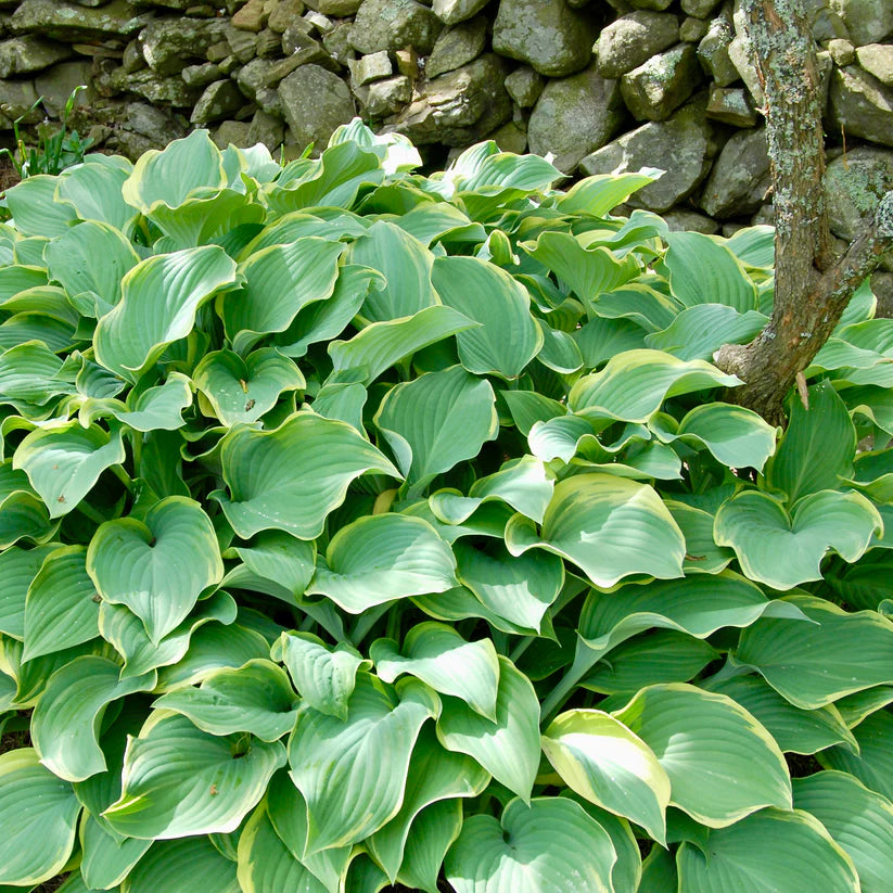 Sagae Hosta