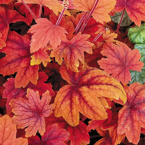Heucherella Sweet Tea - The Happy Hosta