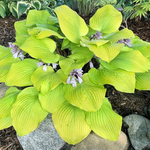 Hotshot Hosta