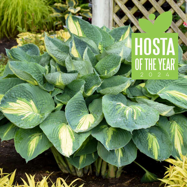 Hudson Bay Hosta