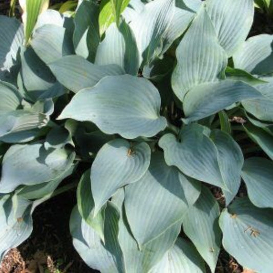 I'll Fly Away Hosta
