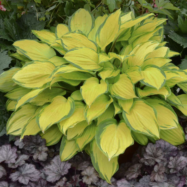 Hosta - 2 Gallon Size