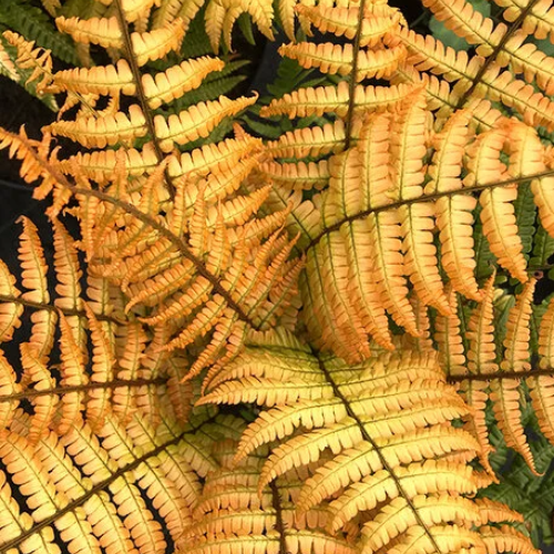 Jurassic Gold Fern - The Happy Hosta