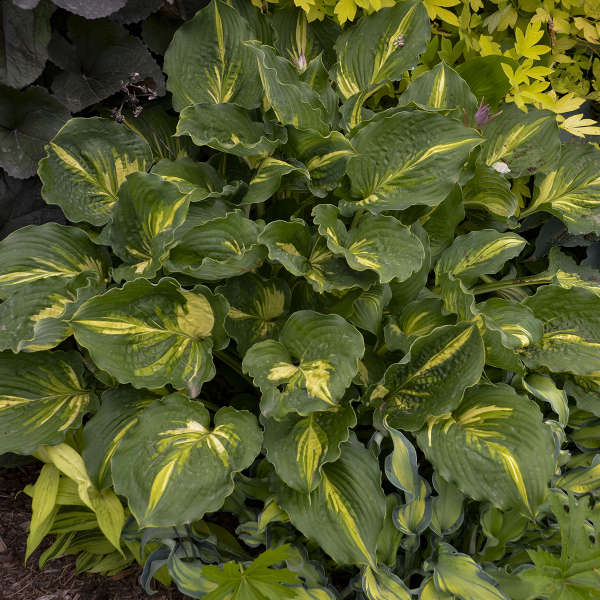 Lakeside Paisley Print Hosta