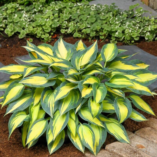 Magic Island Hosta - The Happy Hosta
