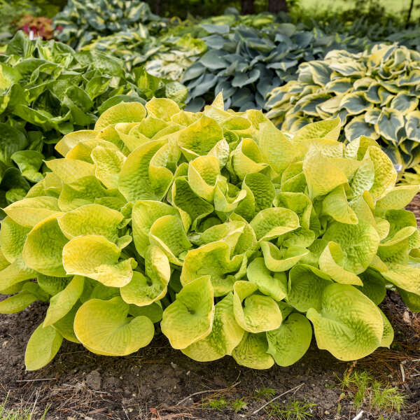 Maui Buttercups Hosta