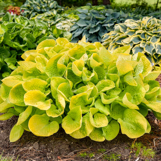 Maui Buttercups Hosta