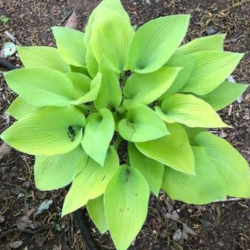 May Hosta May Hosta – The Happy Hosta
