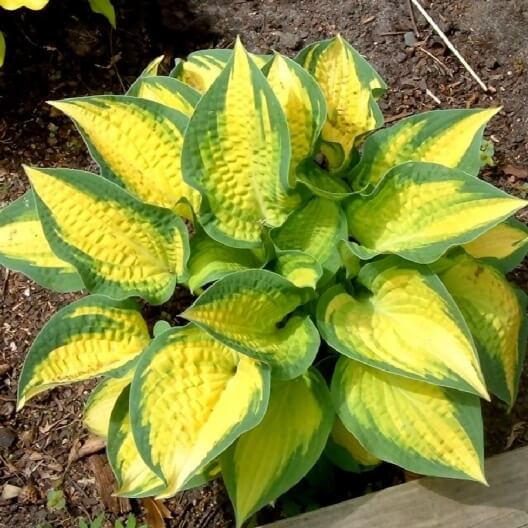 Hosta - Plug Size