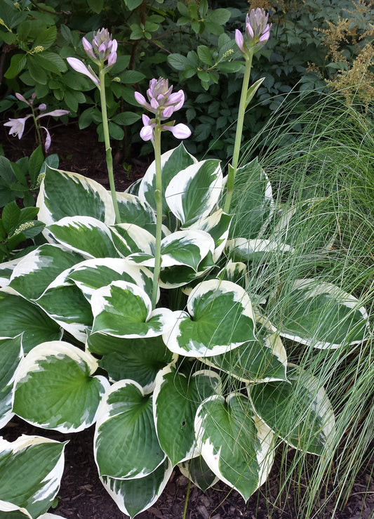 Patriot Hosta