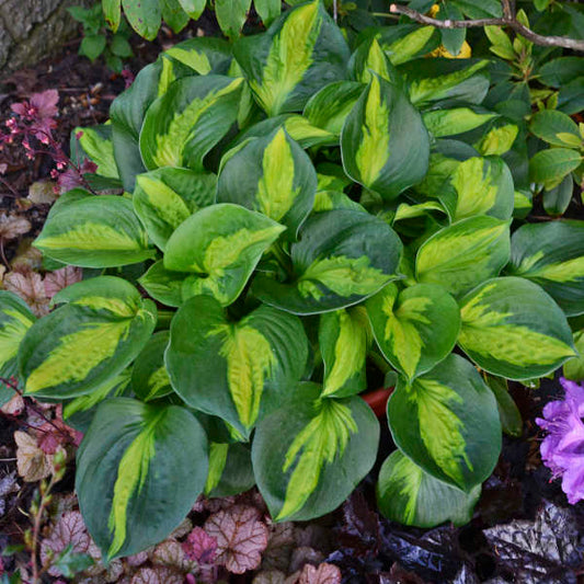 Pocketful of Sunshine Hosta liners