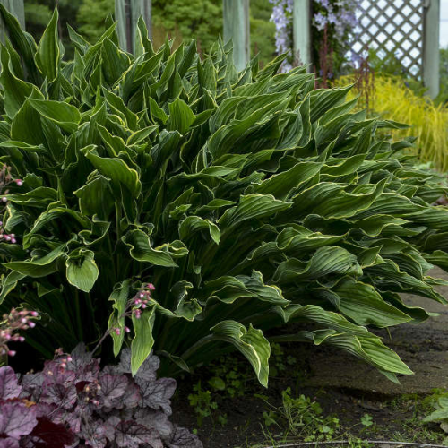 Praying Hands Hosta - The Happy Hosta
