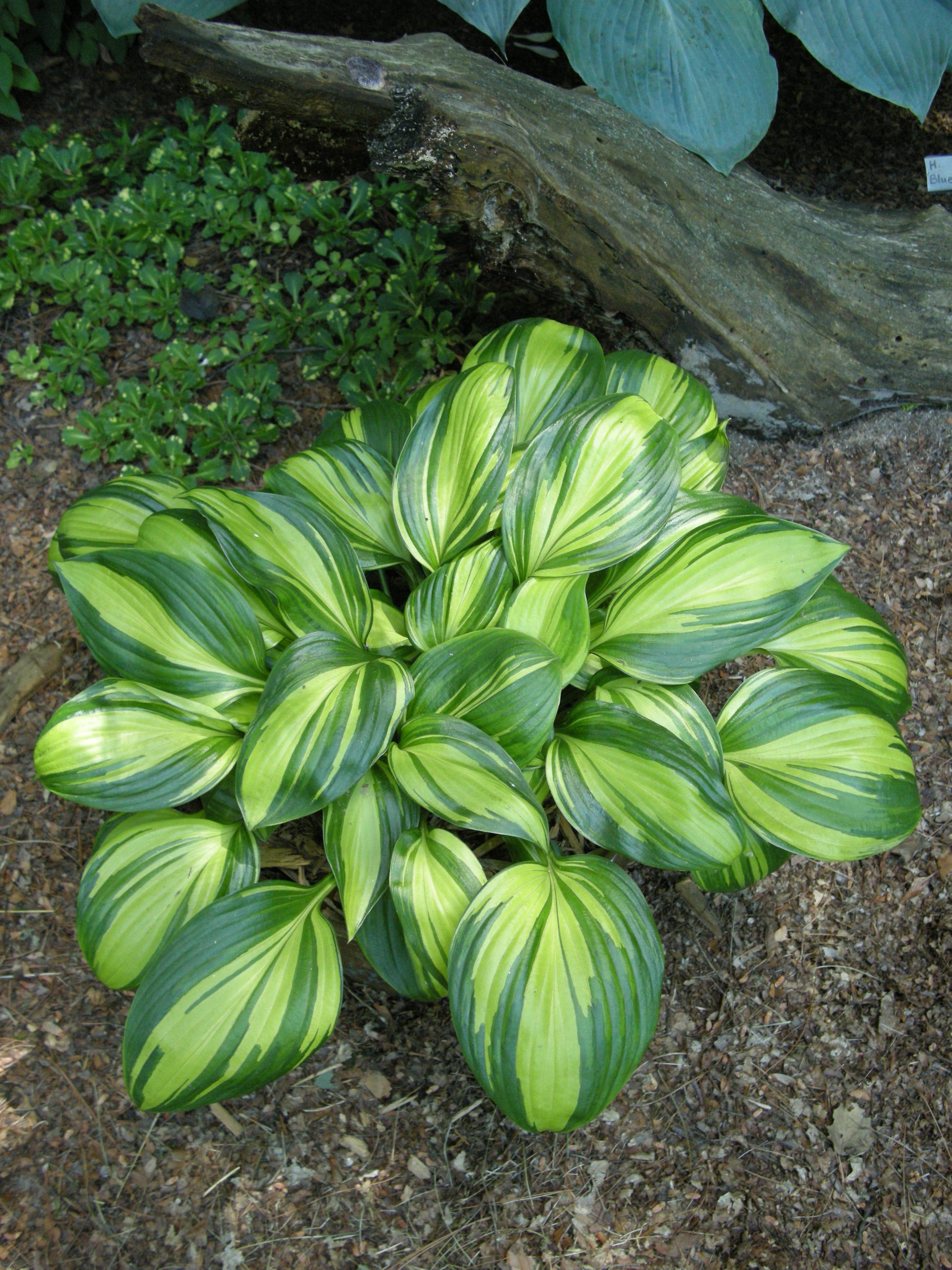 Rainbow s End Hosta The Happy Hosta Rainbow s end hosta the happy hosta