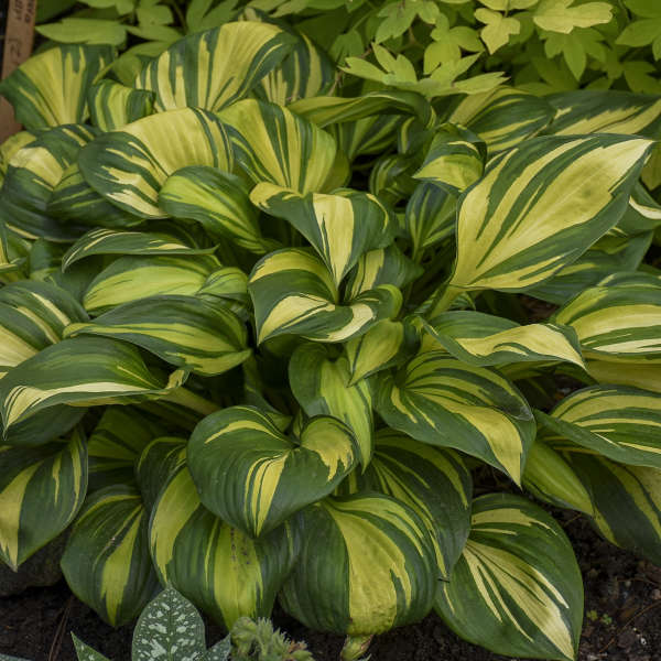 Rainbow's End Hosta