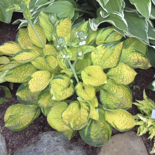 Rainforest Sunrise Hosta - The Happy Hosta