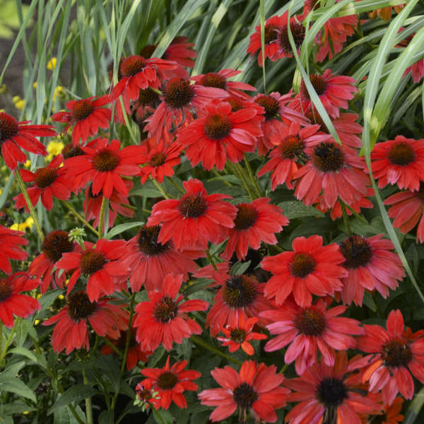 Sombrero Salsa Red Echinacea