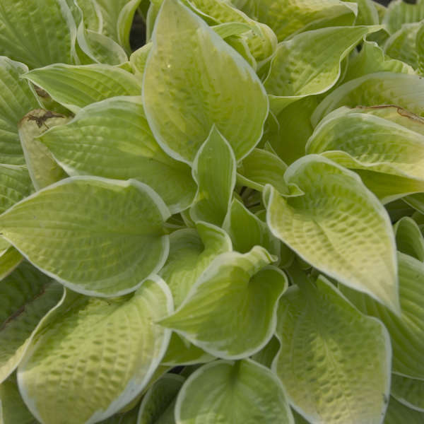 St. Elmo's Fire Hosta