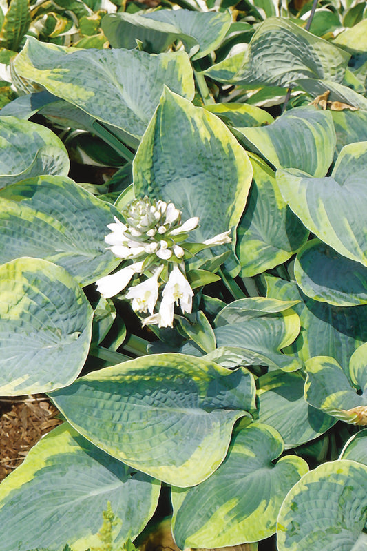 Tokudama Flavocircinalis Hosta