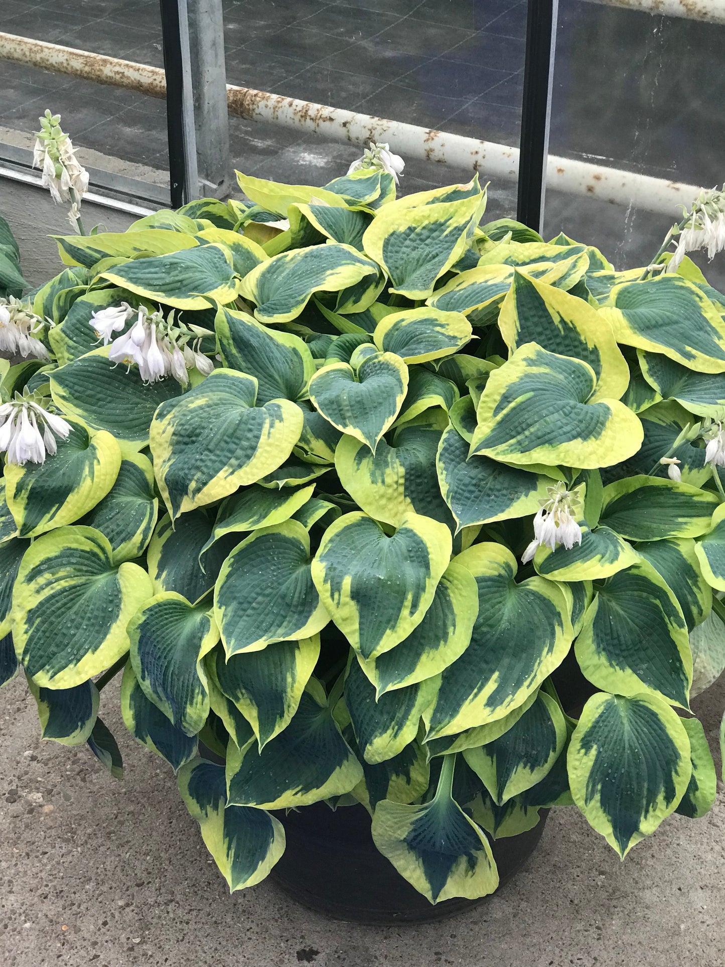 Tootie Mae Hosta