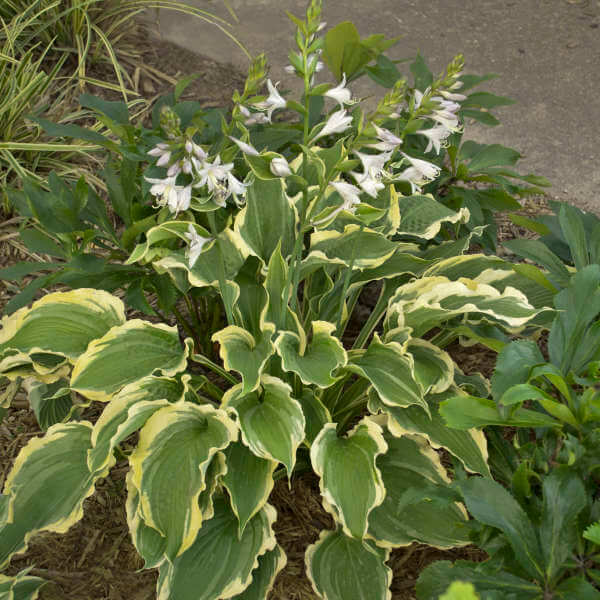 Tropical Dancer Hosta