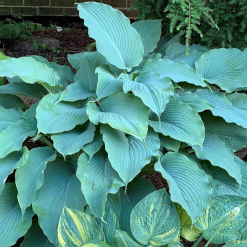 Valyrian Steel Hosta  The Happy Hosta