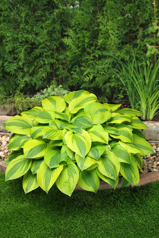 Velvet Moon Hosta