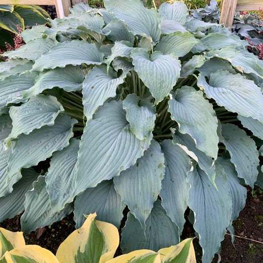 Wind Beneath My Wings Hosta