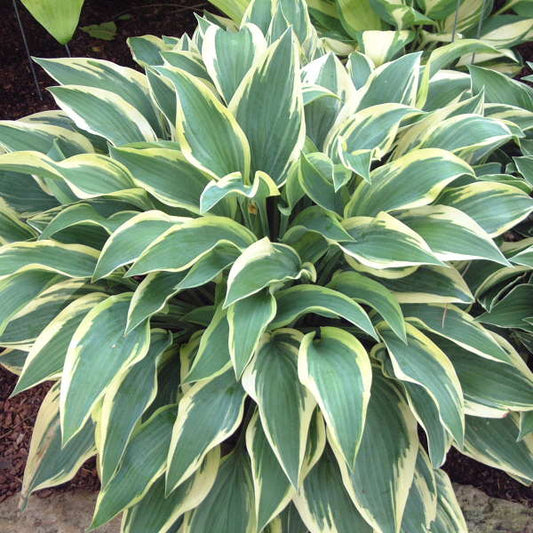 Wolverine Hosta