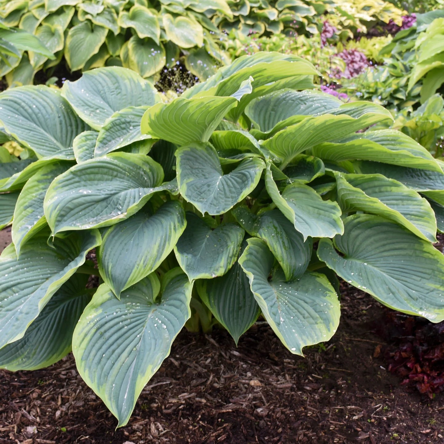 Wu-La-La Hosta