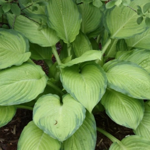 Yesterday's Memories Hosta - The Happy Hosta