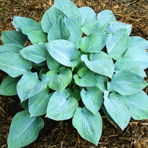 Blue Hawaii Hosta