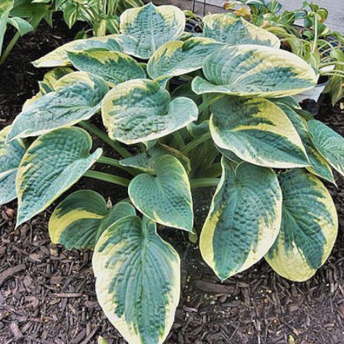 Blueberries and Cream Hosta