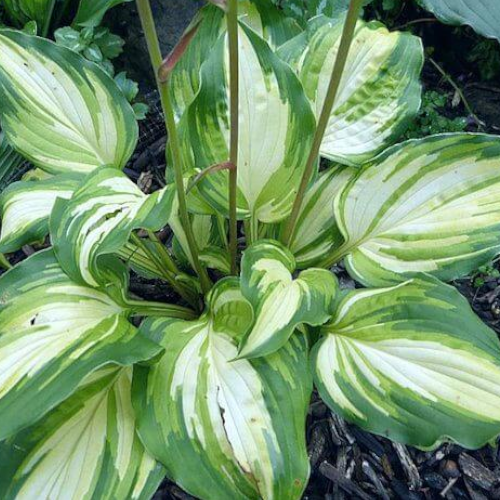 Call Me Gorgeous Hosta