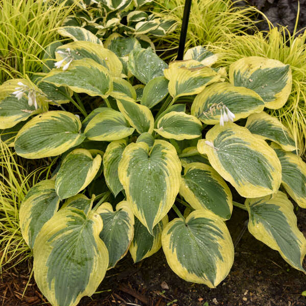 Chance Encounter Hosta