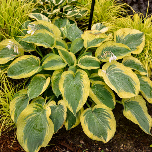 Chance Encounter Hosta