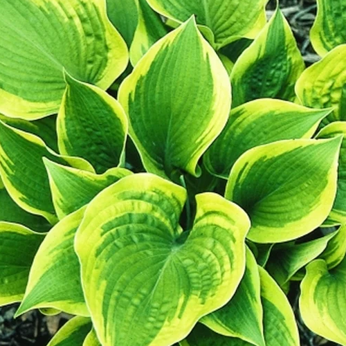 Climax Hosta