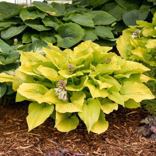 Coast to Coast Hosta